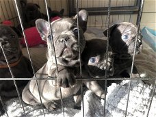 Franse bulldog pups