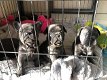 Franse bulldog pups - 2 - Thumbnail
