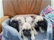 Schattige Franse Bulldog-puppy's beschikbaar - 0 - Thumbnail