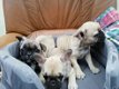 Schattige Franse Bulldog-puppy's beschikbaar - 1 - Thumbnail