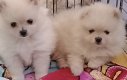 Pommeren puppy's beschikbaar - 0 - Thumbnail