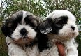 prachtige Shih Tzu-puppy's - 0 - Thumbnail
