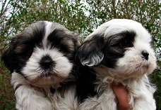 prachtige Shih Tzu-puppy's