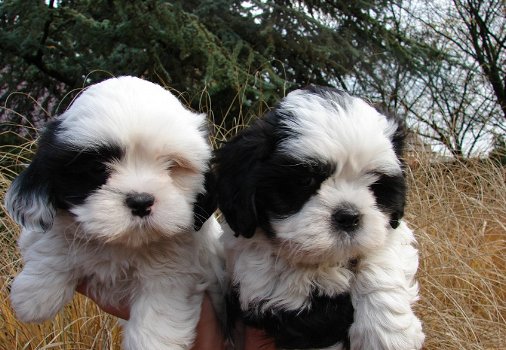 prachtige Shih Tzu-puppy's - 1