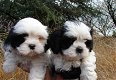 prachtige Shih Tzu-puppy's - 1 - Thumbnail