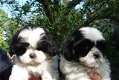 prachtige Shih Tzu-puppy's - 2 - Thumbnail