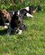 Basset Hound puppy's te koop - 0 - Thumbnail