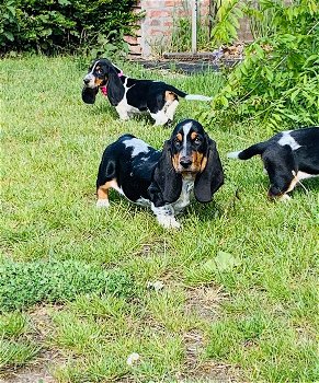 Basset Hound puppy's te koop - 1