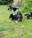 Basset Hound puppy's te koop - 1 - Thumbnail