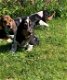 Basset Hound puppy's te koop - 2 - Thumbnail