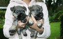 Dwergschnauzer pups te koop - 0 - Thumbnail