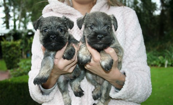 Dwergschnauzer pups te koop - 1