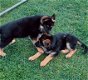 Duitse herder pups - 0 - Thumbnail
