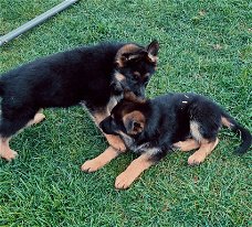 Duitse herder pups