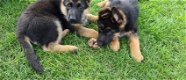 Duitse herder pups - 1 - Thumbnail