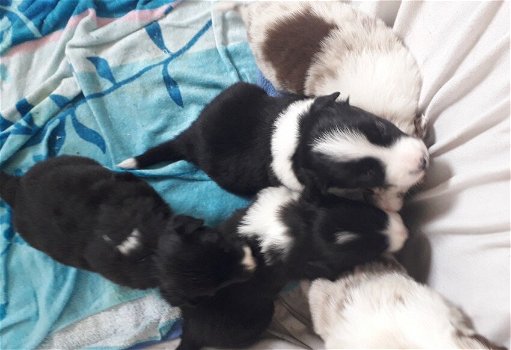 Border Collie pups - 1