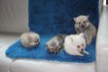 Pommeren puppy's vrouwelijk / mannelijk - 2 - Thumbnail