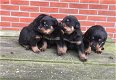 Rottweiler-puppy's - 1 - Thumbnail