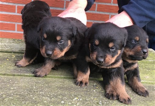 Rottweiler-puppy's - 2