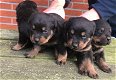 Rottweiler-puppy's - 2 - Thumbnail