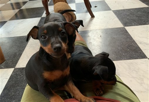 Dwergpinscher-puppy's met stamboom - 0