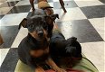 Dwergpinscher-puppy's met stamboom - 0 - Thumbnail