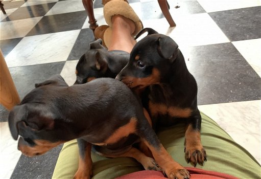 Dwergpinscher-puppy's met stamboom - 1