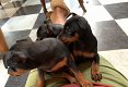 Dwergpinscher-puppy's met stamboom - 1 - Thumbnail