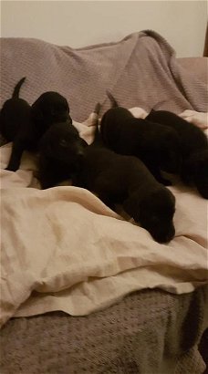 KC Labrador retriever-puppy's
