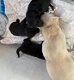 KC Labrador retriever-puppy's - 2 - Thumbnail