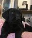 KC Labrador retriever-puppy's - 3 - Thumbnail