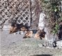 Duitse herder pups - 1 - Thumbnail