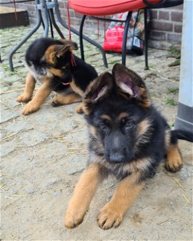 Duitse herder pups - 2