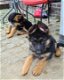 Duitse herder pups - 2 - Thumbnail