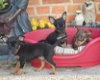 Dwergpinscher-puppy's met stamboom - 0 - Thumbnail