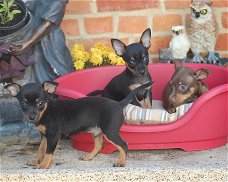 Dwergpinscher-puppy's met stamboom