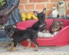 Dwergpinscher-puppy's met stamboom - 1 - Thumbnail