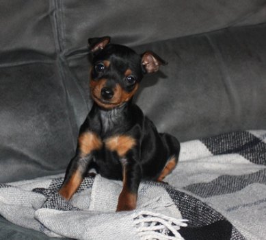 Dwergpinscher-puppy's met stamboom - 2