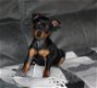 Dwergpinscher-puppy's met stamboom - 2 - Thumbnail