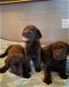 Mooie donkerbruine rasechte labrador puppy - 0 - Thumbnail