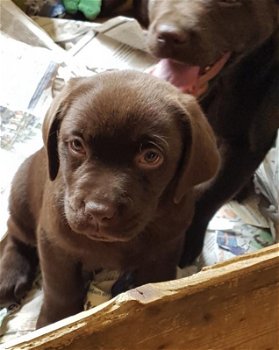 Mooie donkerbruine rasechte labrador puppy - 1