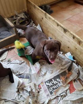 Mooie donkerbruine rasechte labrador puppy - 2