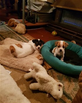 prachtige lieve Jack Russell pups - 0