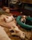 prachtige lieve Jack Russell pups - 0 - Thumbnail