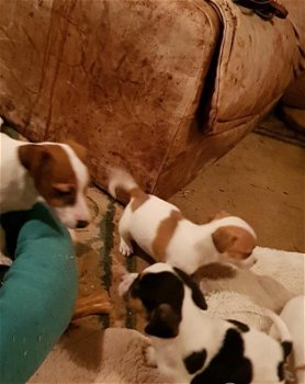 prachtige lieve Jack Russell pups - 1