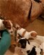 prachtige lieve Jack Russell pups - 1 - Thumbnail