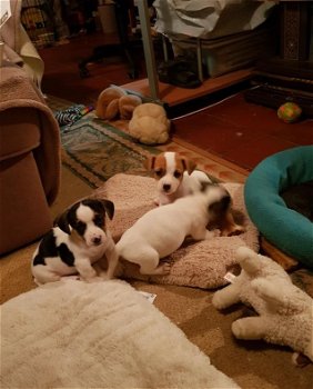 prachtige lieve Jack Russell pups - 2