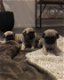 Pug puppy - 0 - Thumbnail