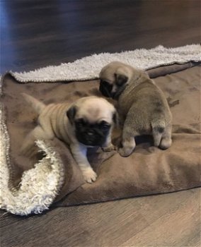 Pug puppy - 1