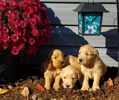 mooie Golden Retriever pups te koop, - 1